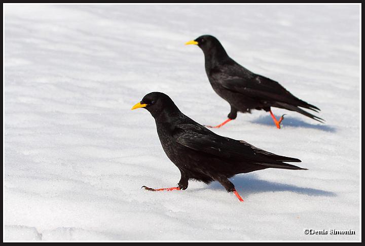chocard à bec jaune sur la neige